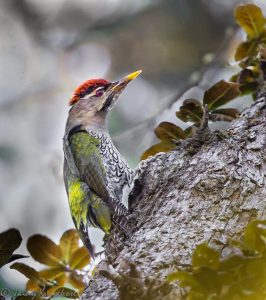 Top 12 Bird Sighting Spots